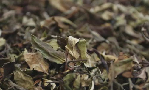 茶叶及相关制品保质期团标发布, 过期茶 还能不能喝